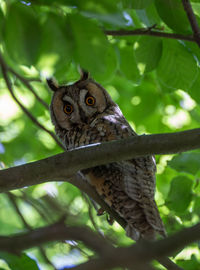 Low angle view of owl on tree