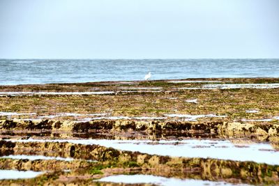 Scenic view of beach against clear sky