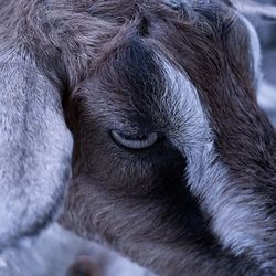 Extreme close-up of goat