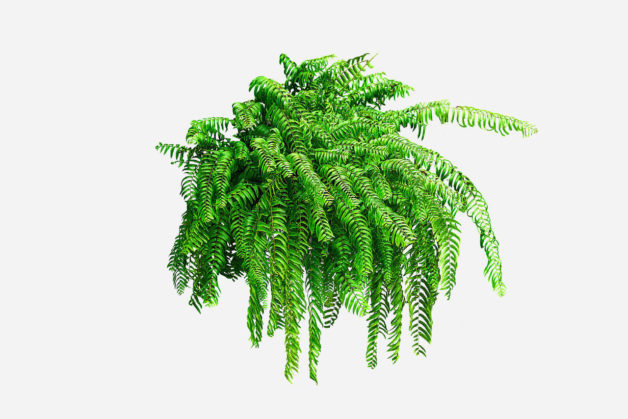 CLOSE-UP OF FERN LEAVES AGAINST SKY