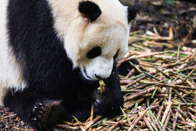 View of panda eating plant