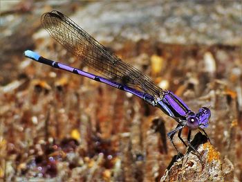 Close-up of dragonfly on rock