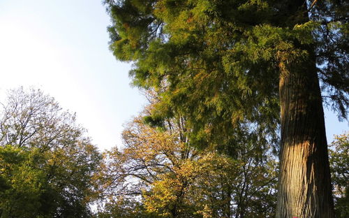 Low angle view of trees against sky