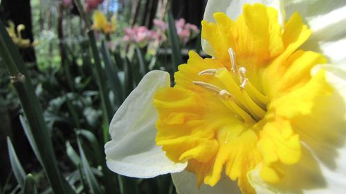 Close-up of yellow flower