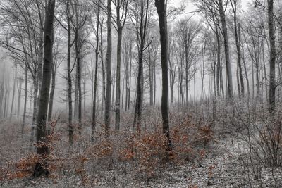 Bare trees in forest during winter