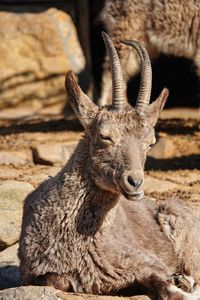 Close-up of deer in zoo