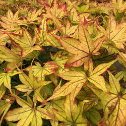 Full frame shot of leaves