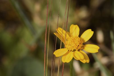 Close-up of yellow flowering plant