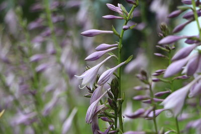 Close-up of purple flowering plant