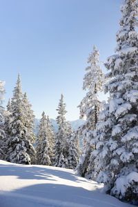 Pine trees covered with snow in the austrian alps. wintertime scene