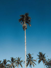 Low angle view of palm trees against clear blue sky