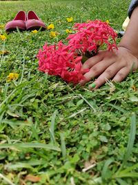 Close-up of hand on pink flowering plants
