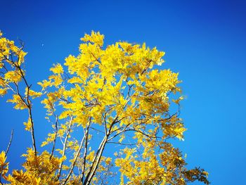 Low angle view of yellow flower tree against blue sky