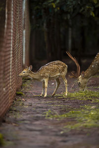 Deer standing on field