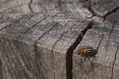 wood