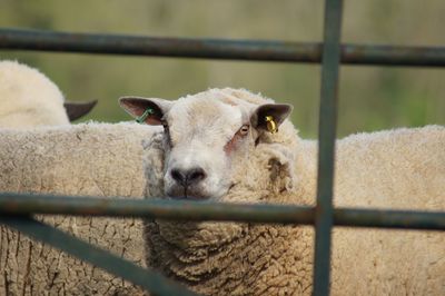Portrait of sheep in pen