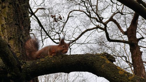 Feeding squirrel in winter park 