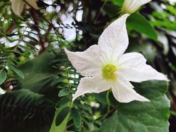 Close-up of white flowering plant