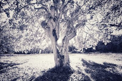 Trees in park against sky