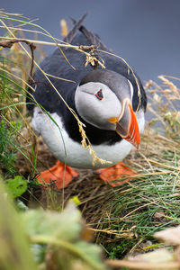 Close-up of bird in nest