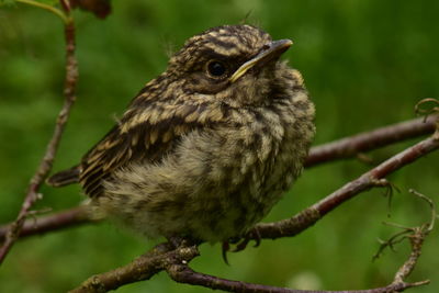 Close-up of bird perching on branch