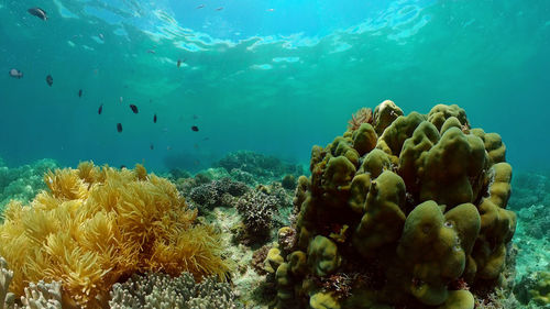 Fish swimming in sea
