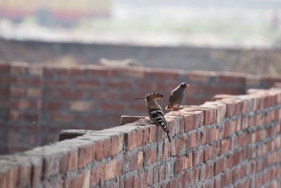 Close-up of birds perching on brick wall
