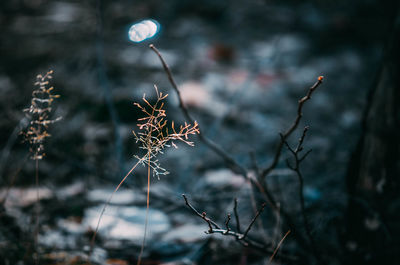 Close-up of dried plant