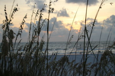 Close-up of grass against sky during sunset