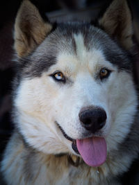 Close-up portrait of a dog