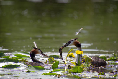 Birds on a lake
