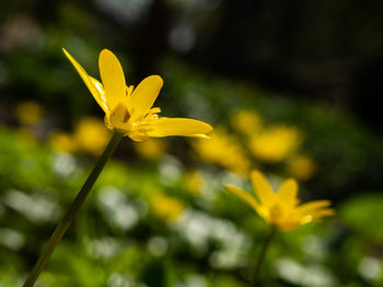 Close-up of yellow flowering plant