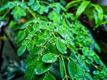 Close-up of wet plant leaves during rainy season