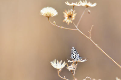 Close-up of butterfly on plant