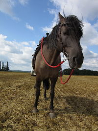 Horse standing on field against sky