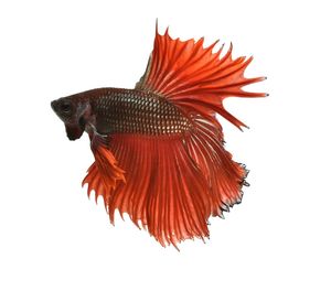 Close-up of orange fish in sea
