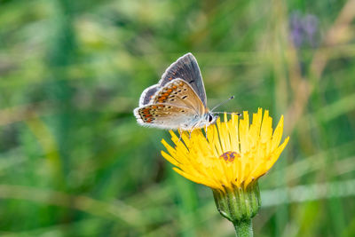 Close-up of butterfly pollinating on yellow flower