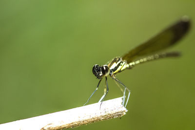 Close-up of insect on green leaf