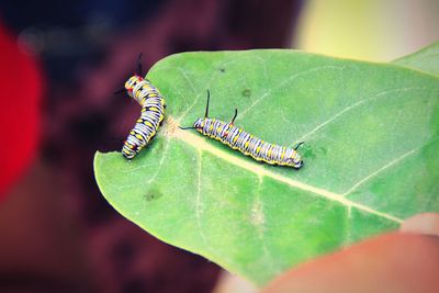 Close-up of insect on leaf