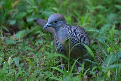 Close-up of a bird on field