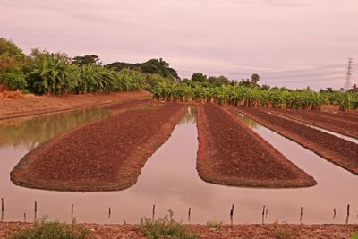 Field management and practice for vegetable production in low land area