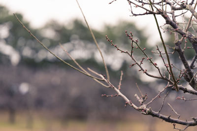 Close-up of flowering plant against blurred background