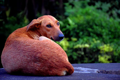 Close-up of a dog looking away