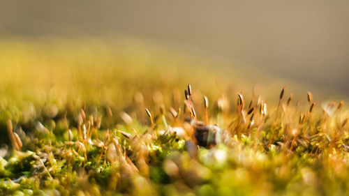 Close-up of crops on field