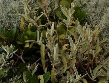 Close-up of plants growing on field