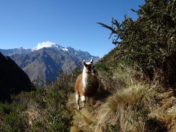 Lama on mountain