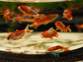 Close-up of koi fish in water