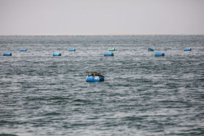 Seal on container floating in sea