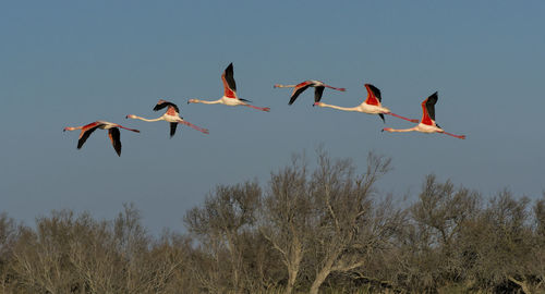 Low angle view of birds flying