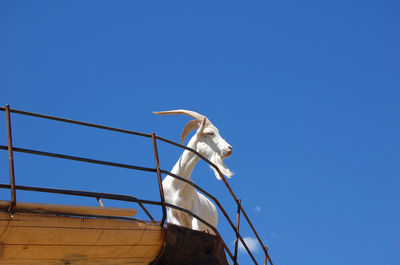 Low angle view of goat on built structure